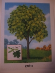 В уголке небольшое изображение листка дерева с плодами или цветами