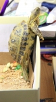 черепаха пытается вылезти из коробки
