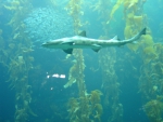 акула в аквариуме