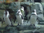 пингвины - очень прикольные