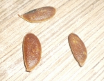 Семена хурмы