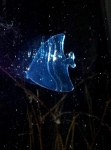 рыбка на оконном стекле ночью