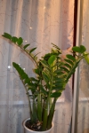 Растение Замиокулькас