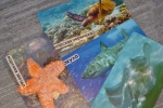 Комплект карточек "Мир на ладошке" Живой океан, "Умница"
