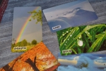 Комплект карточек "Мир на ладошке" Загадки природы, "Умница"