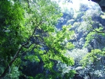 Мангровый лес