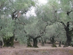 Оливковые рощи на острове
