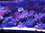 Кораллы живые
