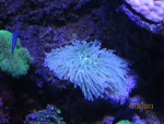 Еще кораллы