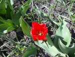 Распустившийся тюльпан