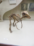 Скелет детеныша динозавра