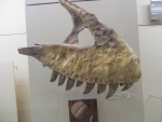 Верхняя челюсть тарбозавра