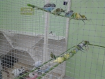 зеленые попугаи