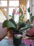 орхидея в кашпо