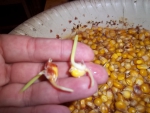 Так прорастает кукуруза для посева