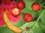 Идея из журнала. Готовим грибочки из фруктов по журналу. Берем банан и нектарины.
