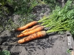 Вот такая выросла у нас морковь