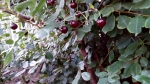 ягоды на нижних ветках