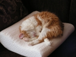 Кот обосновался на подушке