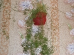 Мой цветок детства- аспарагус Шпренгера