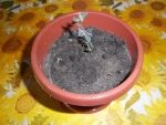 Мое маленькое и полезное растение