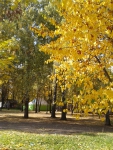 золотые деревья парка