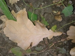 Сухой лист дуба