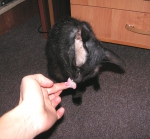 Кошка слизывает йогурт у меня с рук