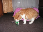 Кот вылизывает баночку из-под йогурта