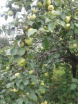 Яблоневые ветви