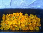 цветки календулы на сушке