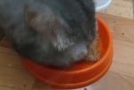 Кот в процессе поедания желе