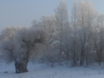 Основная фотография "Зимний пейзаж"