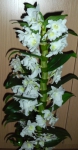 Орхидея Дендробиум.