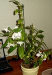 Орхидея Дендробиум.