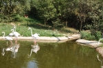 Парк Птиц Воробьи, Фламинго