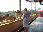кормление жирафов