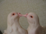 голуби целуются