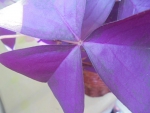 листья - фиолетовые бабочки