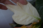 странно-белый лист кротона