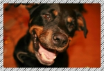 Ротвейлер моя первая собака  фото отзыв о породе