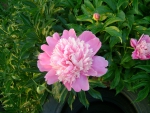 цветок пиона розовый