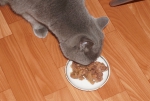 Котик ест  с удовольствием