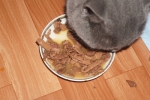 Наш котяра ест с аппетитом