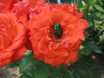 коралловая роза, майский жук