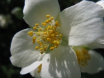цветок жасмина фото