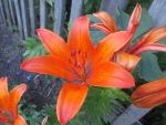 Цветок Лилия крупно