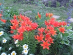 Цветок Лилия по соседству с ромашкой