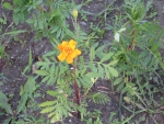 оранжевый цветок