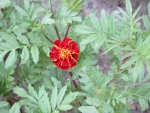красный цветок с бархатистыми листьями